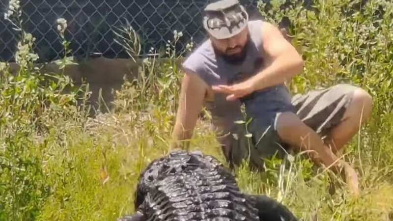 Man is almost mauled to death by alligator named Elvis during feeding attempt