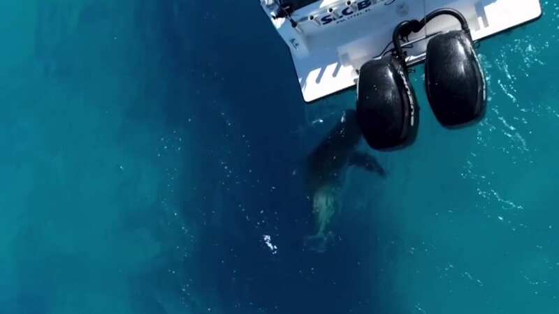 The fishermen were stunned when the bull shark attacked their boat (Image: Instagram/blacktiph)