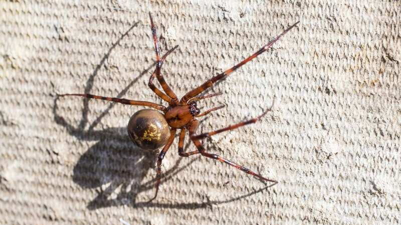 False widow spiders could be hiding inside homes to avoid the summer rain (Image: Getty Images)
