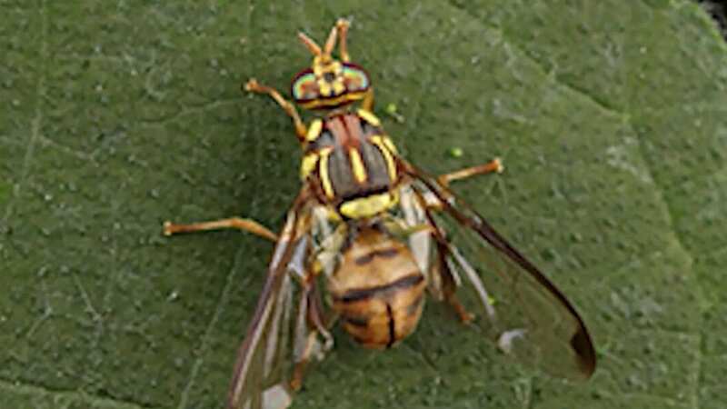 The Tau fruit fly, native to Asia, has been discovered in an area of Los Angeles county, California (Image: CDFA)