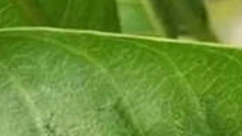 Can you spot the bug on the leaf? (Image: indiatimes)