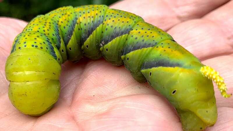 The massive green caterpillar spotted at a North Wales beauty spot (Image: Madeleine Bucki)