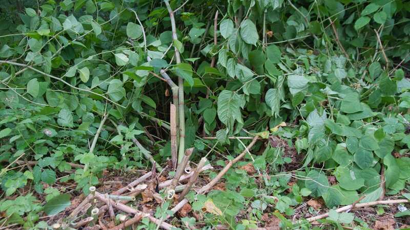 Japanese knotweed can wreak havoc in gardens (stock image) (Image: Getty Images/iStockphoto)