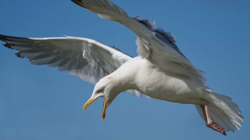 Seagulls have become a menace for many in Rhyl (Image: Getty Images/iStockphoto)