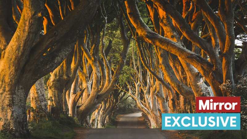 Dark hedges from Game of Thrones are in Northern Ireland (Image: Getty Images)