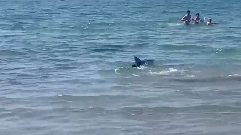 The shark prompted lifeguards to evacuate the sea (Image: SOLARPIX.COM)