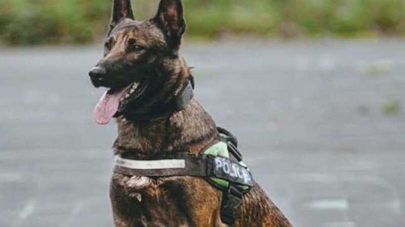 The dog, PD Jax, became aggressive in Walton-le-Dale, Lancashire during an investigation (Image: Lancashire Police Dog Unit)
