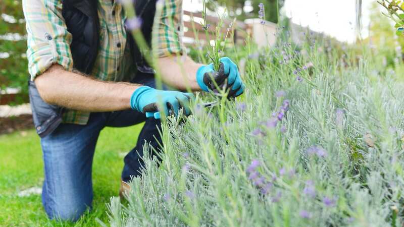 Gardeners should try and prune their lavender every year (Image: Getty Images/iStockphoto)