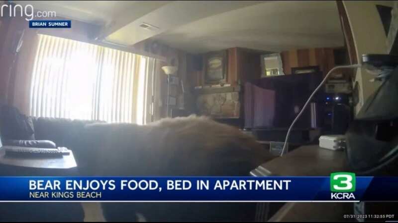 Security footage captures bear raiding apartment pantry while resident is away