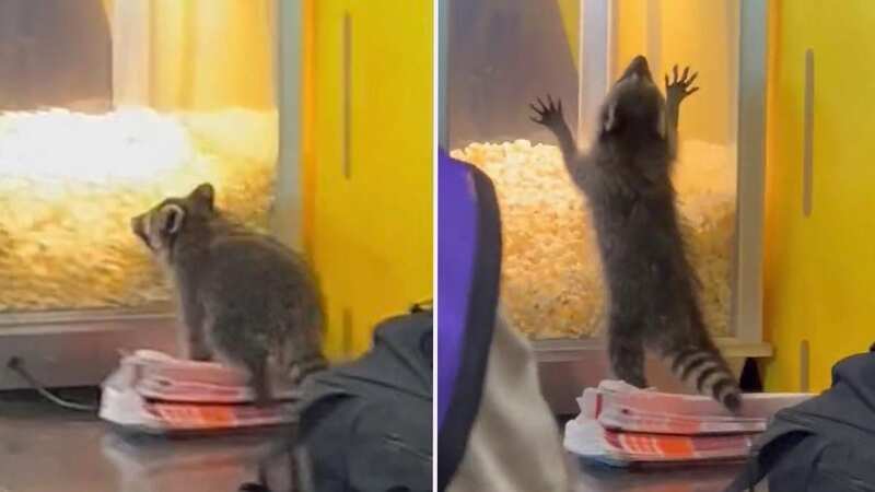 MLS team left embarrassed as raccoon falls through roof of media centre