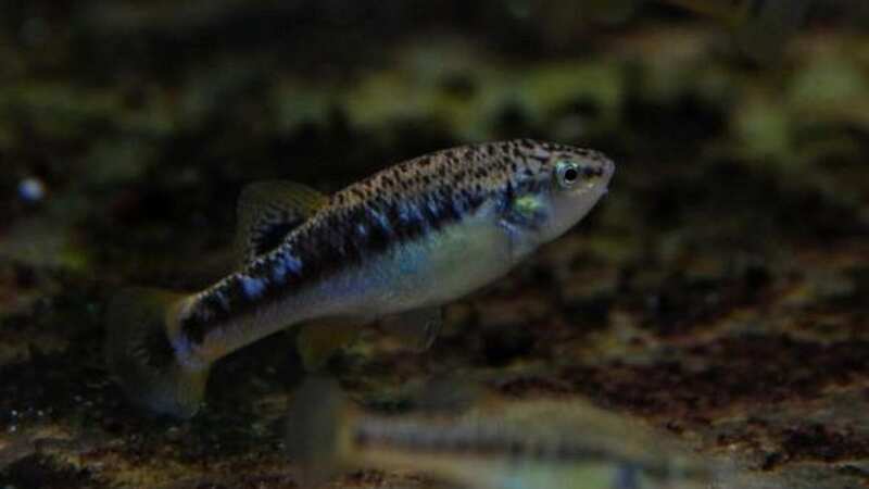 Goodeids are some of the rarest fish in the world (Image: Tropiquaria Zoo / SWNS)