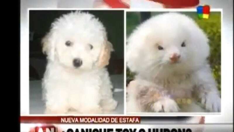 A man at an Argentinian market thought he was getting a deal on a teacup poodle - but the shocked vet told him they were just ferrets (Image: youtube)