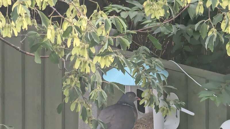I found a smart bird feeder that identifies garden birds with AI