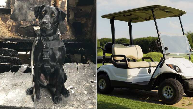 Bella (pictured) had been laying on the golf cart accelerator pedal at the time of the incident (Image: Westland Fire & Rescue / Facebook)