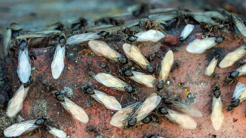 Flying ant day phenomenon explained as millions of insects swarm UK