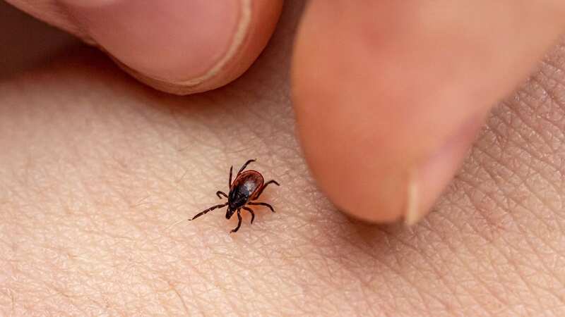 A tick pictured crawling on skin (Image: Getty Images)