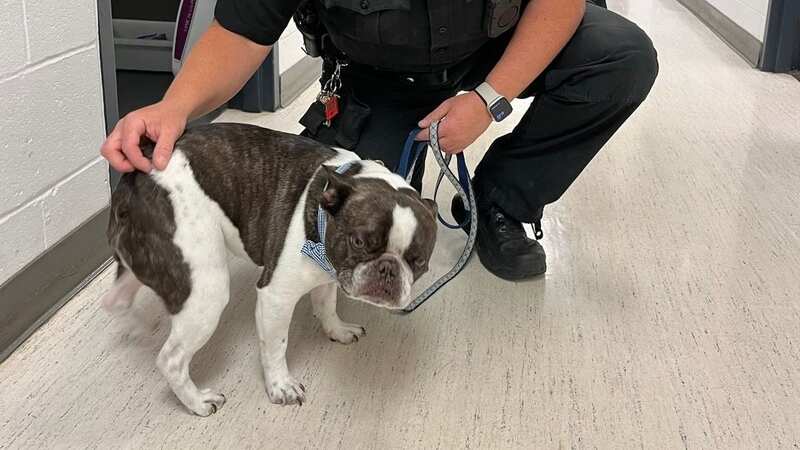 The dog had to be taken to a rescue centre (Image: Allegheny County Police Department/Facebook)