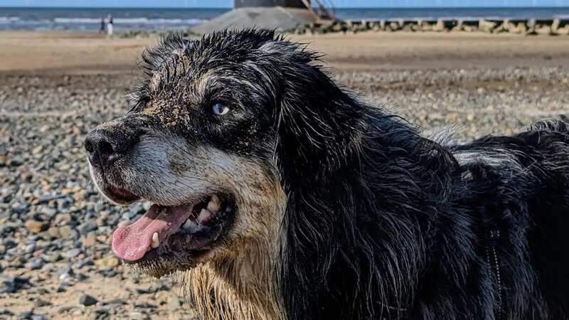 Ziggy became ill after licking a jellyfish (Image: Media Wales)