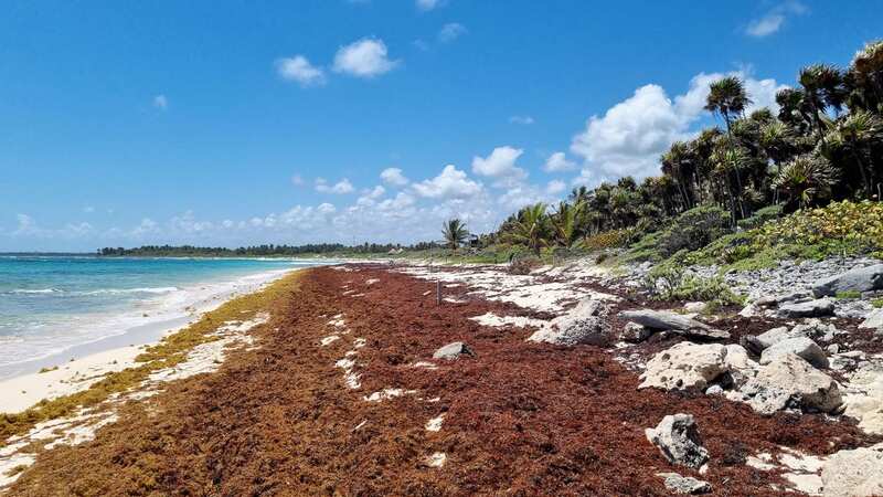 Sargassum seaweed threatens fishing communities and tourism in coastal locations (Image: Getty Images)
