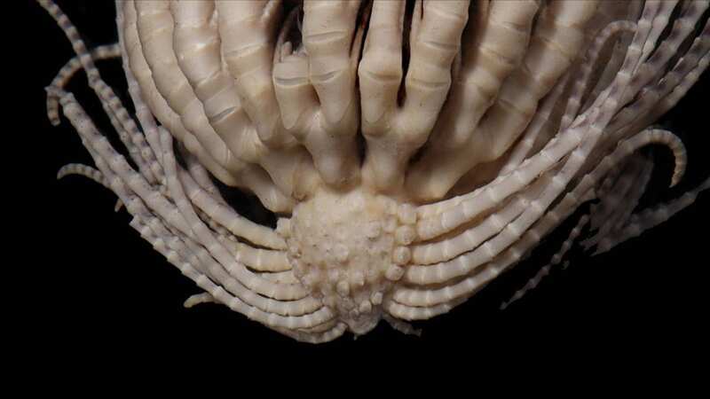 Antarctic Strawberry Feather Star