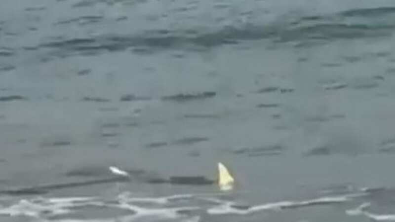 Sharks seen lurking at popular tourist beach near ‘world bite capital’