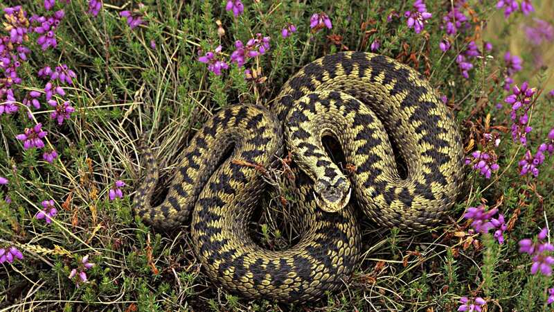 Adders are the UK