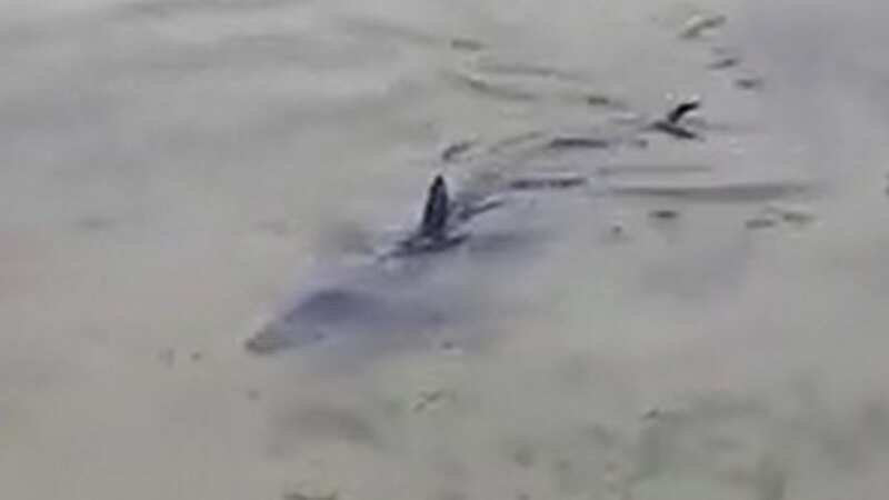 A shark has been spotted swimming around a harbour in Cornwall (Image: Cornwall Live)