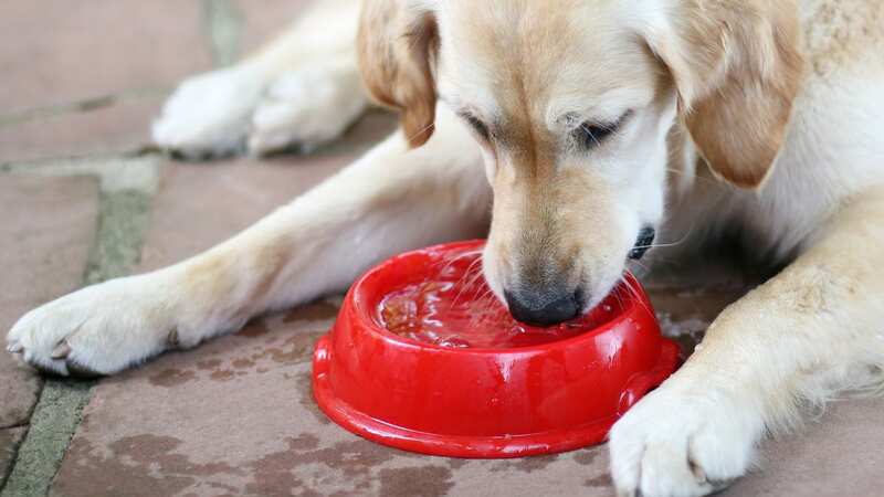 Vet warns of common dog bowl cleaning mistake that can make people ill