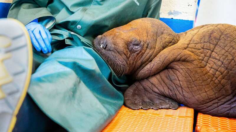 The baby walrus, thought to be around a month old, needed round-the-clock physical contact as part of his care (Image: AP)