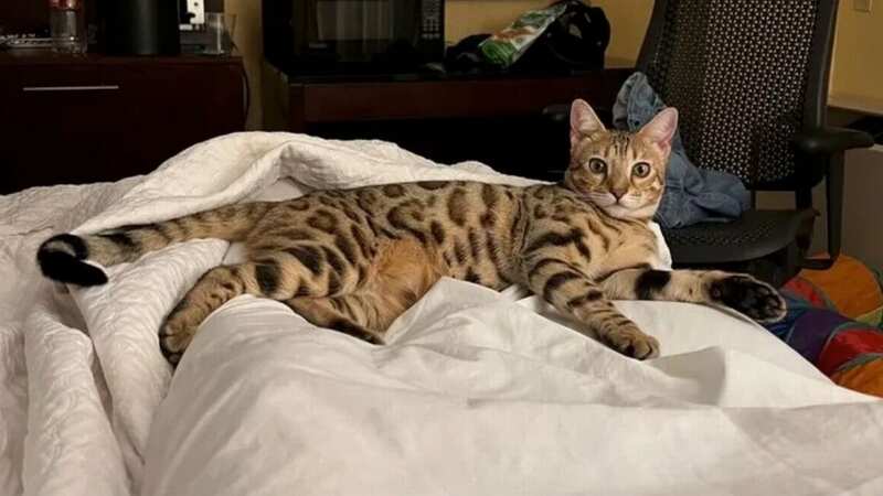 Breezy the Bengal is missing (Image: GoFundMe)