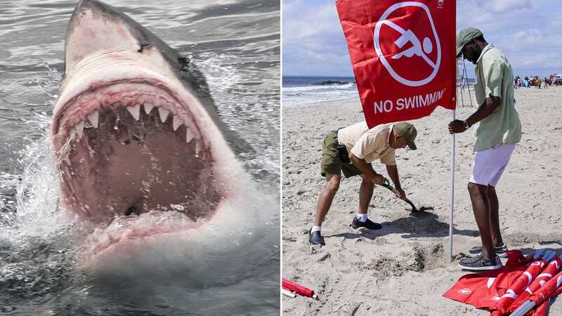 Despite the rarity of shark attacks, according to researchers, shark safety and education programs are essential to the public. (Image: Getty Images/AP)