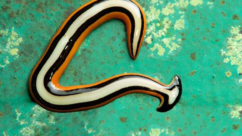 Hammerhead flatworms are being found by surprised gardeners in the US (Image: Education Images/Universal Images Group via Getty Images)