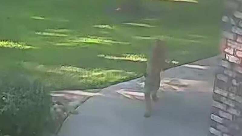 Woman realises ‘dog’ playing with her pet is actually dangerous wild animal