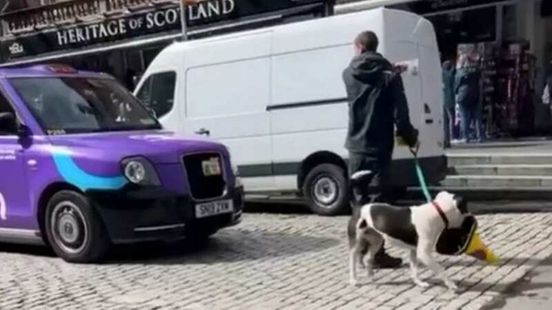 Stubborn dog brings Edinburgh to a standstill by refusing to drop traffic cone (Image: @jillstark_/TikTok)