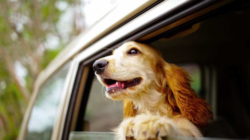 Take your dog away with you (Image: Getty)