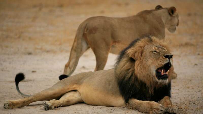 Campaigners have voiced their anger over fears trophy hunting laws could be scuppered (Image: AFP/Getty Images)