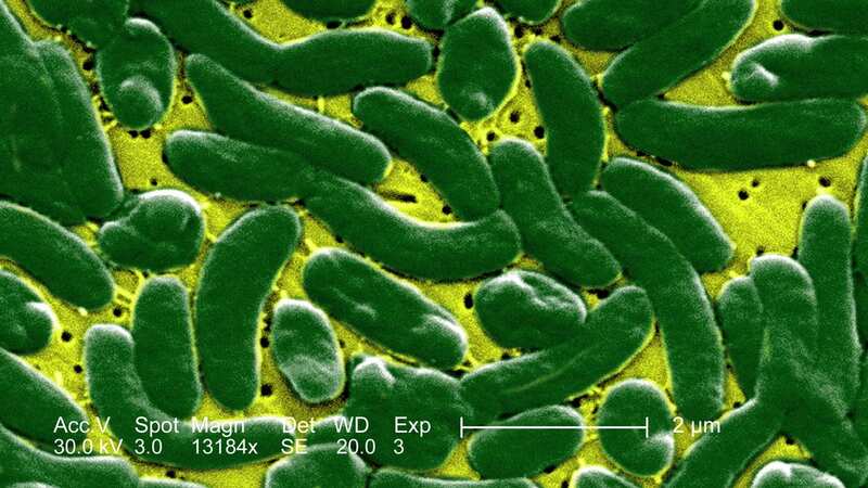 One type of the vibrio vulnificus bacteria is flesh-eating (Image: Getty Images/Collection Mix: Subjects RF)