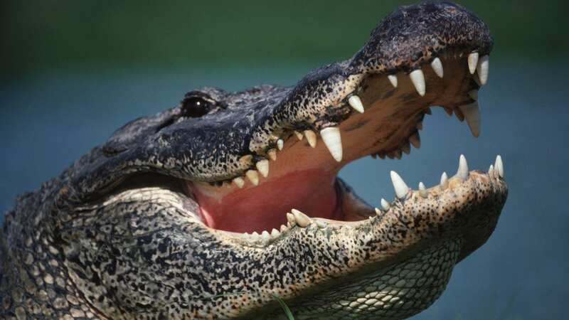 Wildlife authorities in Georgia declined to retrieve the alligator saying the reptile wasn