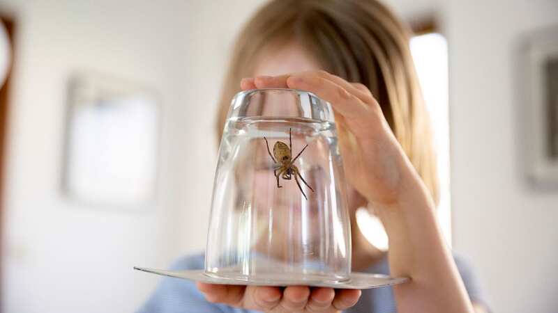 Spider season is just around the corner as temperatures fall and households start using central heating (Image: Getty Images)