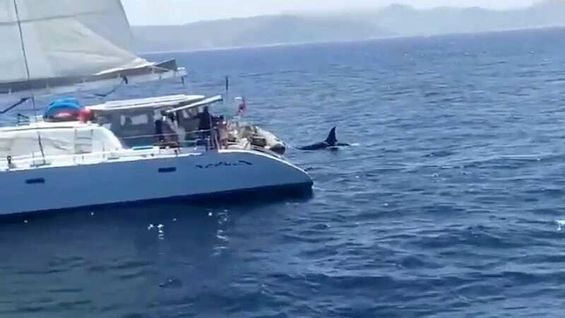 Fury as fisherman caught on camera shooting at killer whales