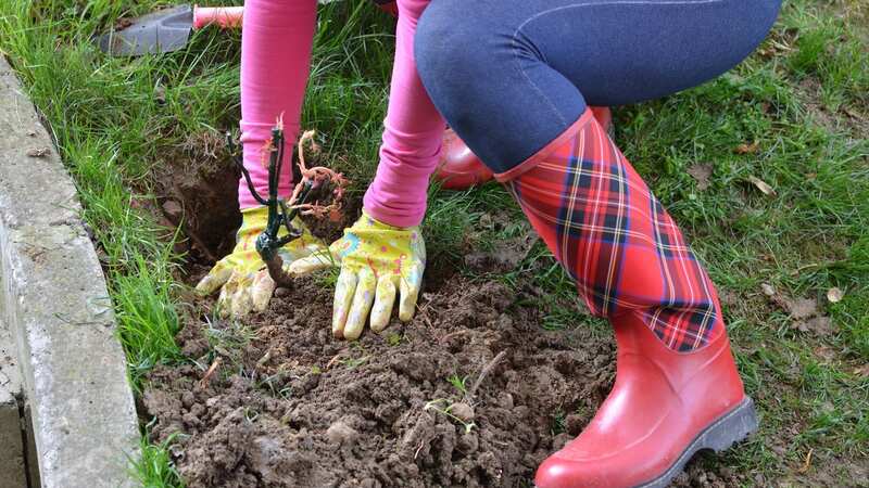 Caution should be taken when digging in your garden (stock image) (Image: Getty Images/iStockphoto)