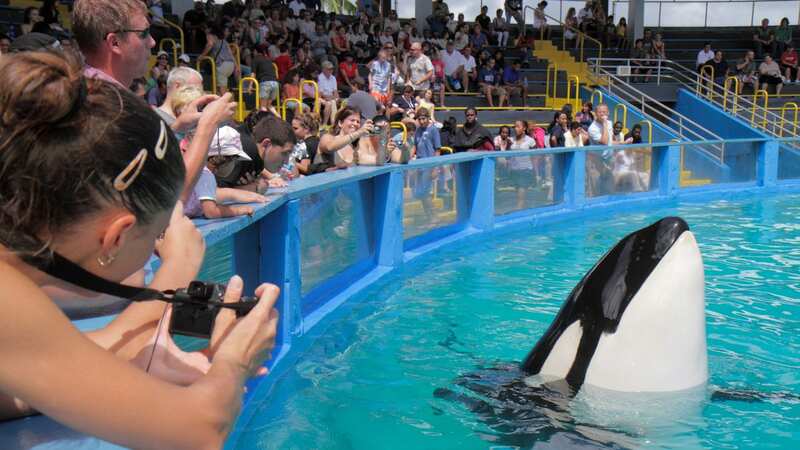 Lolita the killer whale has passed away (Image: Universal Images Group via Getty Images)