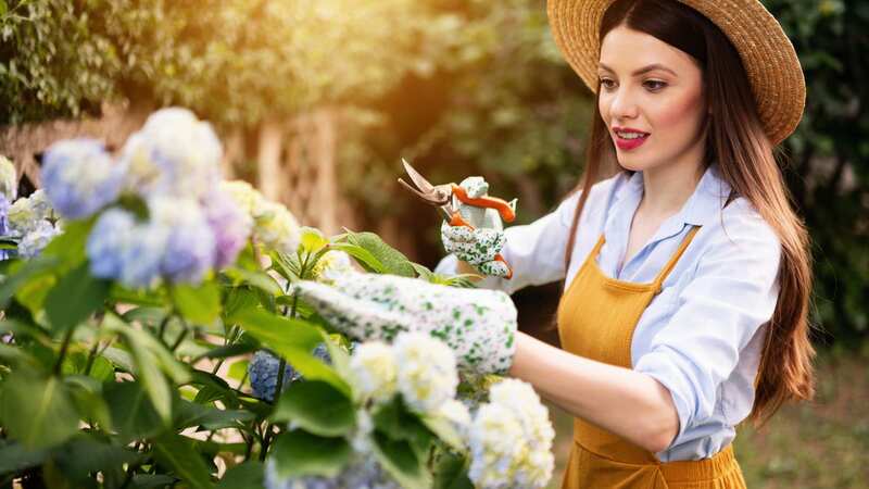 The previous owner wants to take their bushes (stock photos) (Image: Getty Images)
