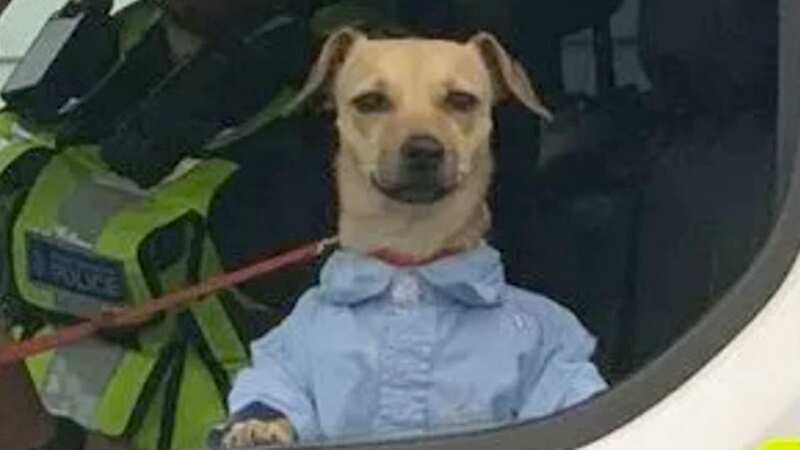 The dog looks no-nonsense with his blue collared shirt and straight-faced look (Image: BTP)