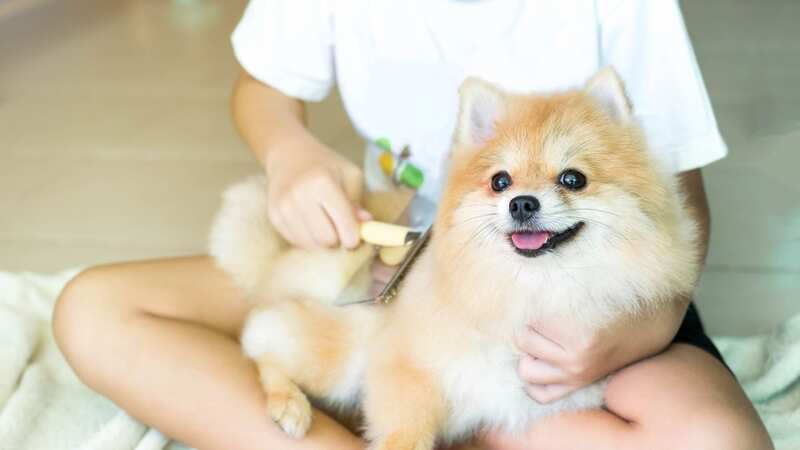 A dog groomer has detailed which breed dogs to avoid (Stock Photo) (Image: Getty Images/iStockphoto)