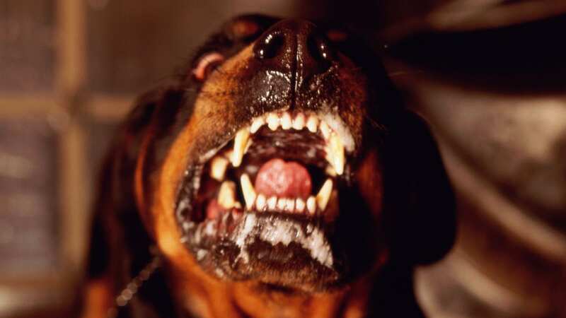 Lawson was mauled by one of three Rottweilers bred by his grandmother (stock image) (Image: Getty Images)