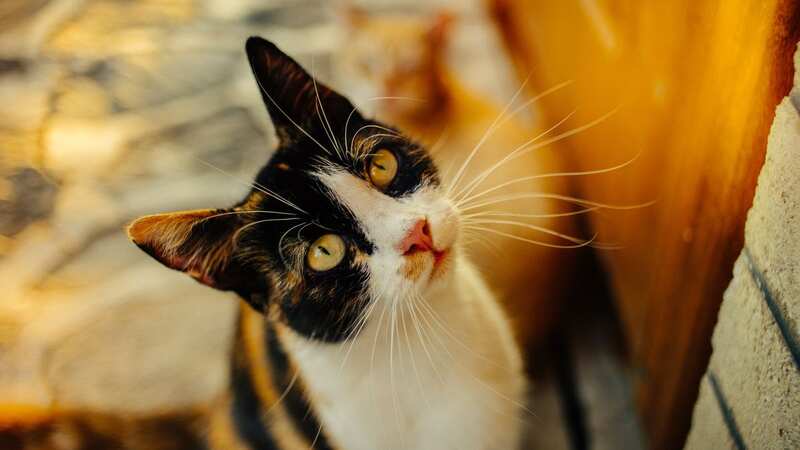 She named her kitten Tipsy (stock photo) (Image: Getty Images/iStockphoto)