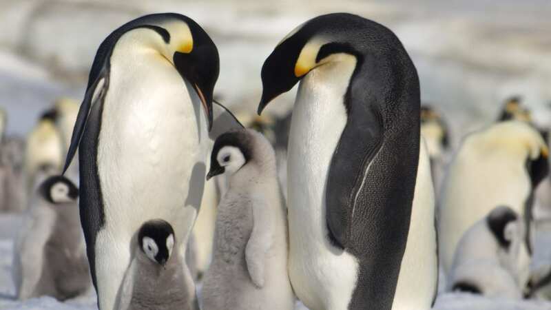 Between 2018 and 2022, 30% of the 62 known emperor penguin colonies in Antarctica were affected by sea ice loss (Image: PA)