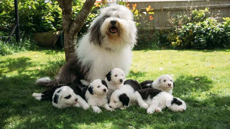 Famous Dulux dog gives birth to seven puppies who could be the next stars