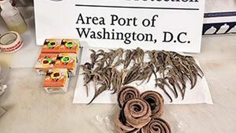 Items included 77 dried seahorses, dead snakes and an ointment derived from snails - along with illegal pork products (Image: FDA)